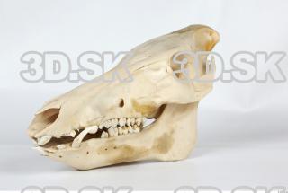 Skull Boar - Sus scrofa 0011